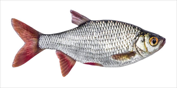 ESTAhome Wandtattoo Fisch Grau und Rot - 97 x 48.5 cm - 159039