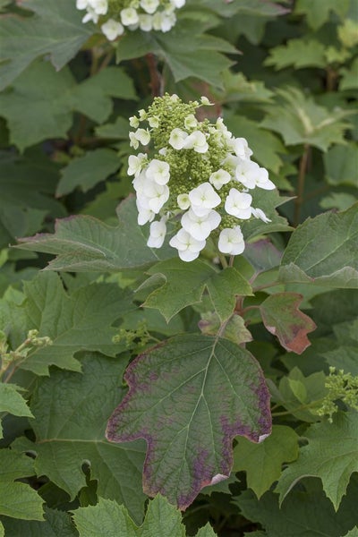 Hydrangea quercifolia, Eichenblatthortensie, 60–80 cm