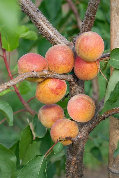 Prunus armeniaca 'Ungarische Beste', Aprikose, 150–200 cm