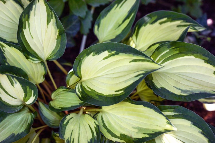 Hosta x fortunei 'Fire and Ice', Funkie, grün-weiß, ca. 11x11 cm Topf