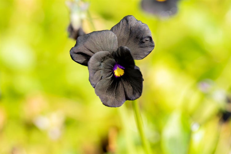 Viola cornuta 'Molly Sanderson', Hornveilchen, schwarzviolett, ca. 9x9 cm Topf