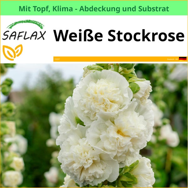 Nahaufnahme einer weißen Stockrose der Marke Saflax, inklusive Topf, Klimaabdeckung und Substrat.