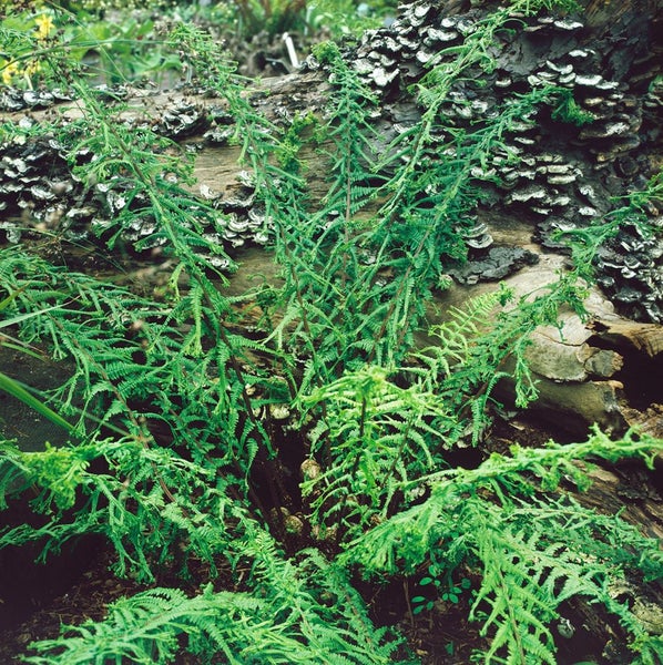 Athyrium filix-femina, Frauenfarn, ca. 9x9 cm Topf