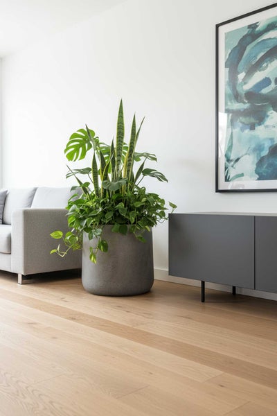 Moderner heller Wohnraum mit großem grauen Pflanzgefäß in Steinoptik auf Holzdielen. Bepflanzt mit Bogenhanf und Monstera. Graues Sofa und Sideboard vor weißer Wand.