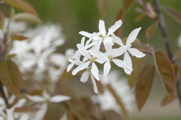 Amelanchier 'Ballerina', Felsenbirne, weiß, 60–100 cm