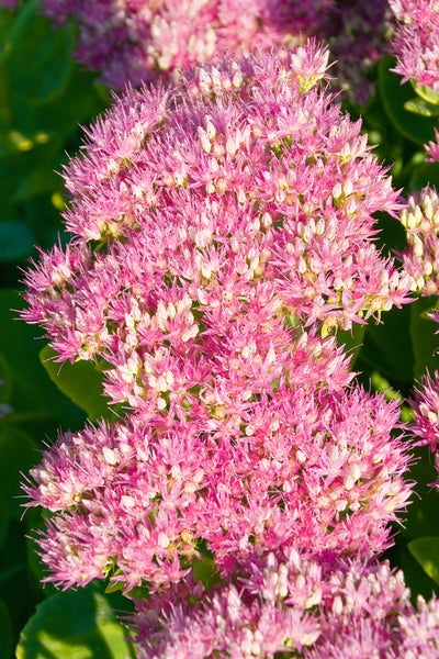 Sedum spectabile 'Carmen', Fetthenne, rosa Blüten, ca. 9x9 cm Topf