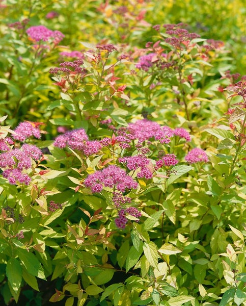 Spiraea japonica 'Goldflame', Japanische Spiere, goldgelb, 15–20 cm