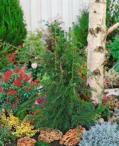 Taxus baccata 'Dovastoniana', Eibe, 60–70 cm
