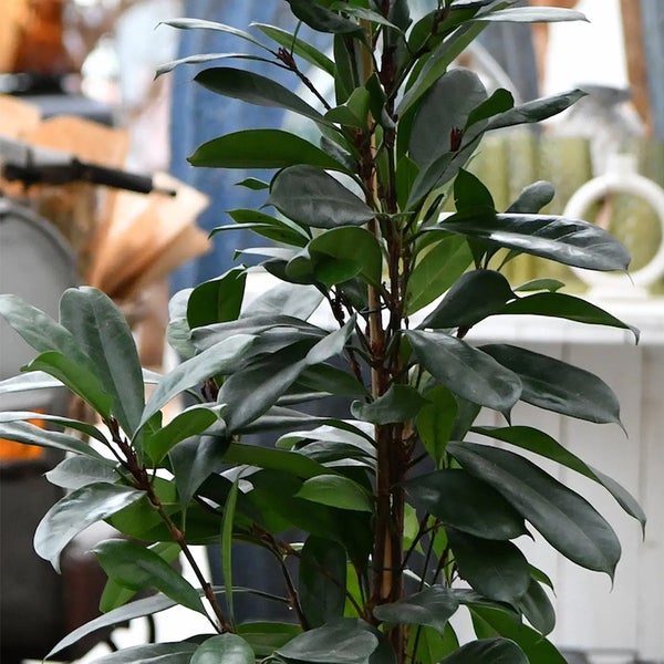 Ficus Zimmerpflanze mit grünen Blättern