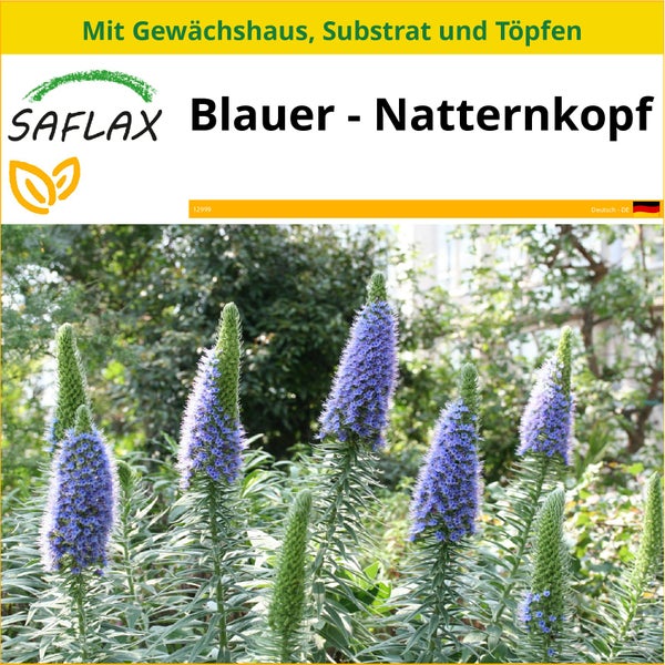 SAFLAX Anzucht Set - Blauer - Natternkopf - Echium fastuosa - 100 Samen - Mit Mini-Gewächshaus, Anzuchtsubstrat und 2 Töpfen