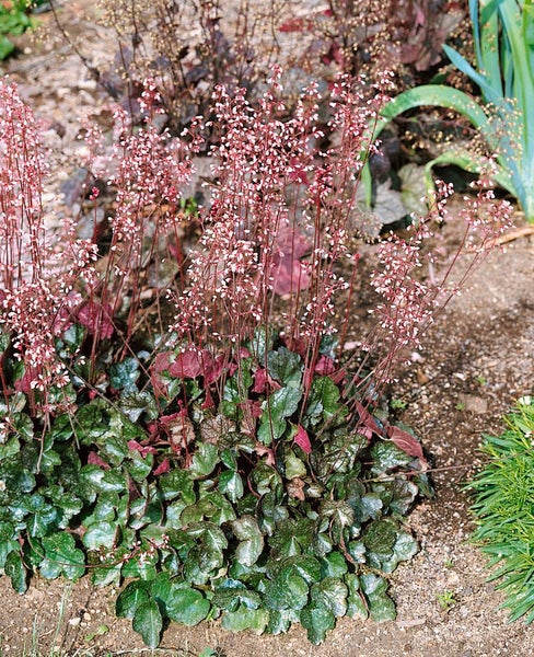 Heuchera x brizoides 'Pewter Moon', Purpurglöckchen, silbrig, ca. 11x11 cm Topf