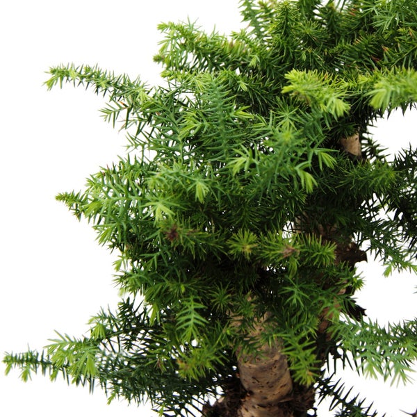 Zimmerbonsai Araucaria cunninghamii Zimmertanne Neuguinea-Araukarie ca. 65cm hoch 26cm Schale Weiß Keramik