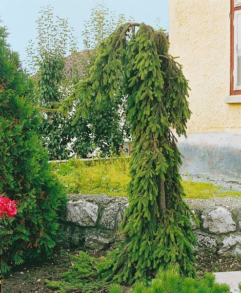 Picea abies 'Inversa', Hänge-Fichte, 100–125 cm
