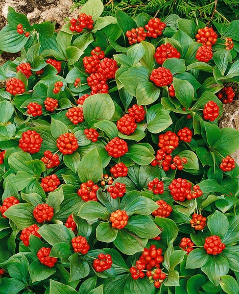 Nahaufnahme von Pachysandra terminalis mit roten Früchten und grünen Blättern