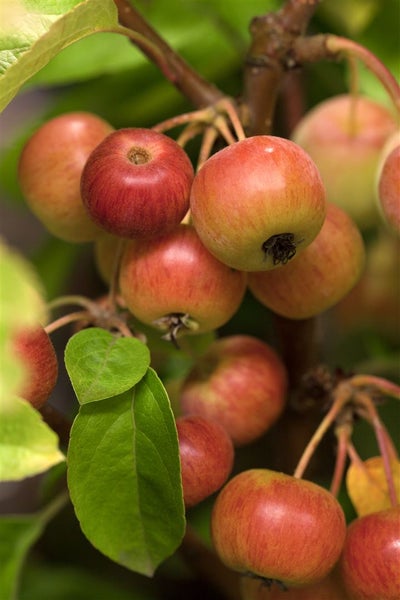 Nahaufnahme eines Apfelbaums mit vielen kleinen, runden Zieräpfeln an den Zweigen zwischen grünen Blättern.