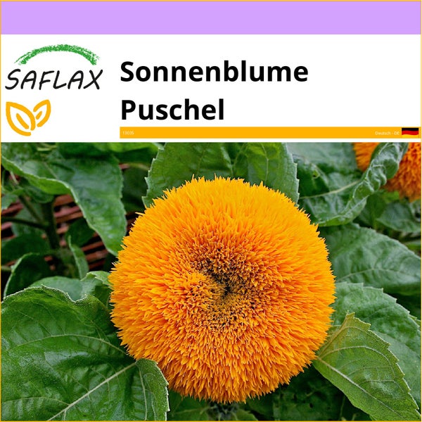 SAFLAX  - Sonnenblume Puschel - Helianthus annuus - 40 Samen