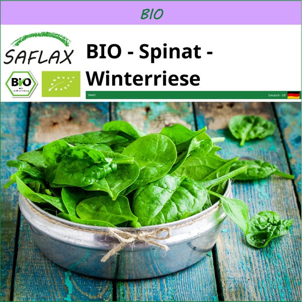 SAFLAX  - BIO - Spinat - Winterriese - Spinacia oleracea - 250 Samen