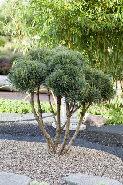 Kiefer Bonsai im Garten mit Kies und Bambus