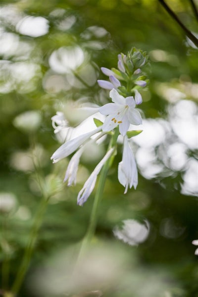 Hosta plantaginea 'Royal Standard', Duftende Funkie, ca. 11x11 cm Topf