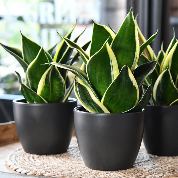 Babypflanze Drillinge Bogenhanf | 3x Sansevieria laurentii im 9 cm Topf | pflegeleichte Zimmerpflanze | luftreinigende Büropflanze
