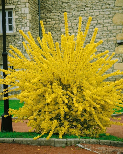 Forsythia intermedia 'Spectabilis', Forsythie, leuchtend gelb, 60–100 cm