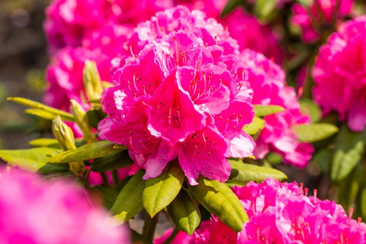 Rhododendron Hybr. 'Catharine van Tol', immergrün, rosa Blüten, 40–50 cm