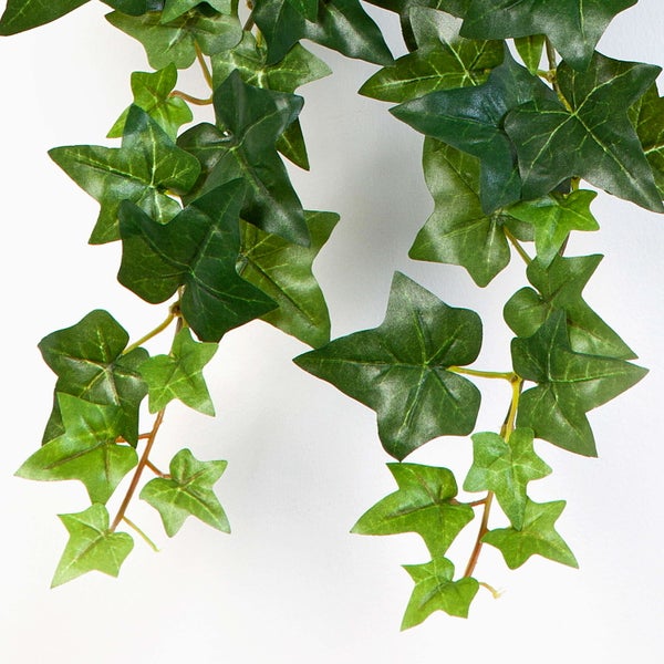 Zwei Korbmaranten Calathea mit gemusterten Blättern in schwarzen Töpfen.