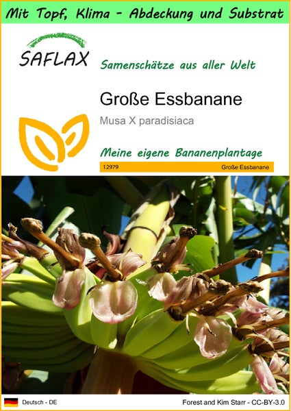 SAFLAX Garden to go - Große Essbanane - Musa X paradisiaca - 10 Samen - Mit Topf, Klima - Deckel und Anzuchtsubstrat