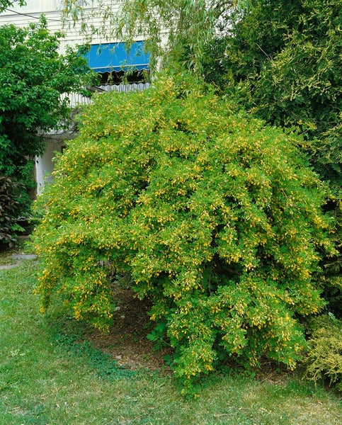 Caragana arborescens 'Pendula', Hänge-Erbsenstrauch, 125 cm Stammhöhe