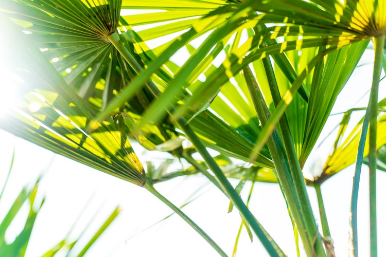 Nahaufnahme von Fächerpalmenblättern, durch die Sonnenlicht scheint.