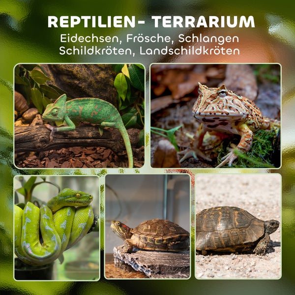 Collage zu Reptilien-Terrarien mit Abbildungen von Chamäleon, Frosch, Schlange, Wasserschildkröte und Landschildkröte.
