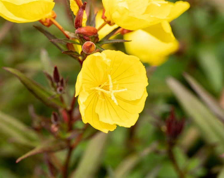 Oenothera pilosella 'Yella Fella', Nachtkerze, gelb, ca. 9x9 cm Topf