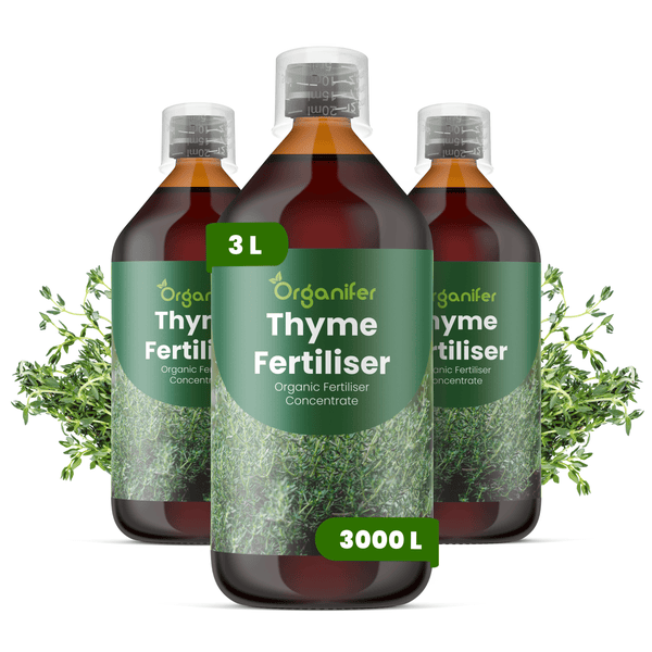 Organifer Bio-Thymian-Dünger Konzentrat, drei Flaschen à 3 Liter, ergibt 3000 Liter Dünger.