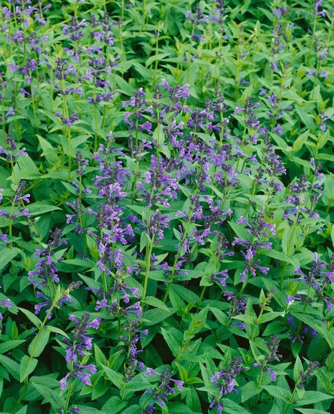 Nepeta sibirica, Katzenminze, blauviolett, ca. 9x9 cm Topf