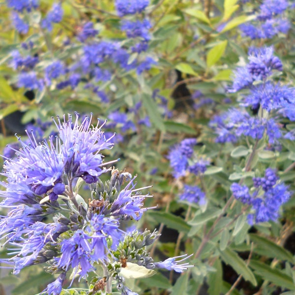 Blauer Blühstrauch im Detail