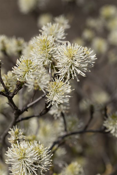 Fothergilla major, Federbuschstrauch, 30–40 cm