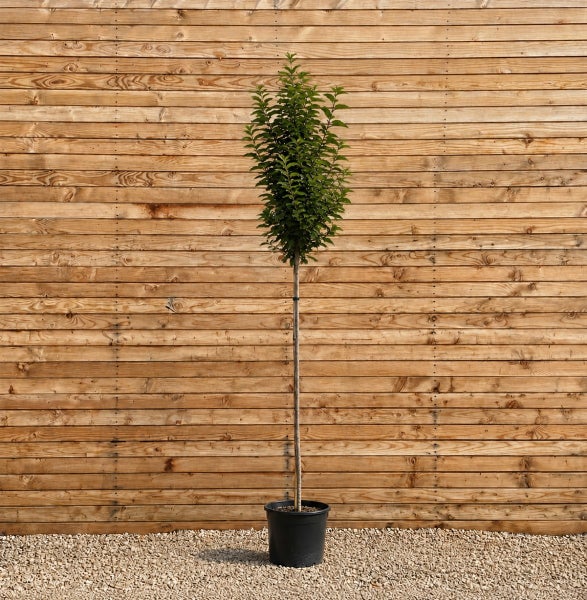 Ein Hochstamm Baum in einem Kunststofftopf vor einer Holzfassade.