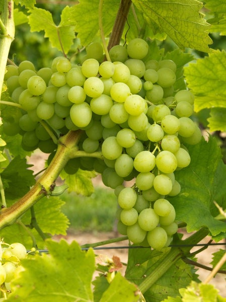 Eine große Traube mit hellen Weinbeeren an einem Weinstock mit grünen Blättern.
