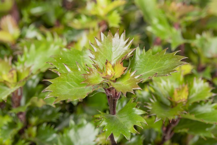 Ilex meserveae 'Little Rascal', Stechpalme, kompakt, 30–40 cm