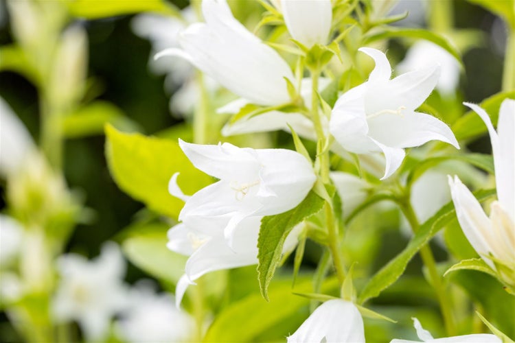 Campanula latifolia var.macrantha 'Alba', weiß, ca. 9x9 cm Topf