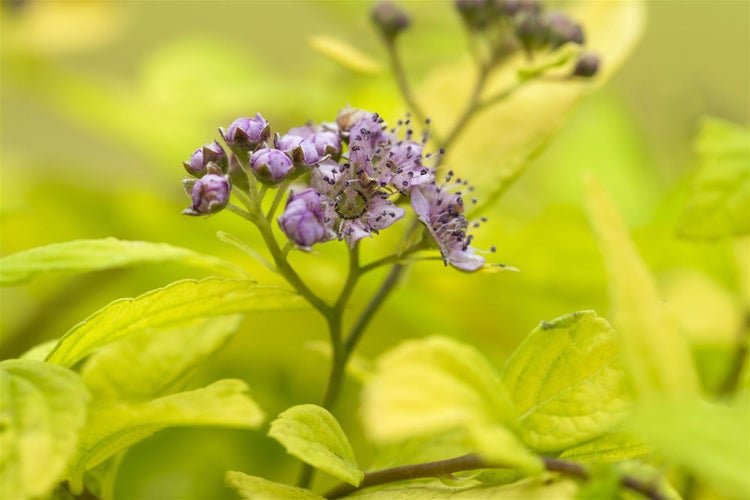Spiraea japonica 'Sparkling Champagne', Japanische Spiere, 30–40 cm