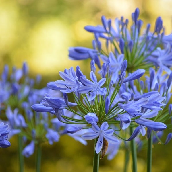 Nahaufnahme von blauen Schmucklilien im Garten