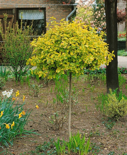 Kugelbaum im Gartenbeet