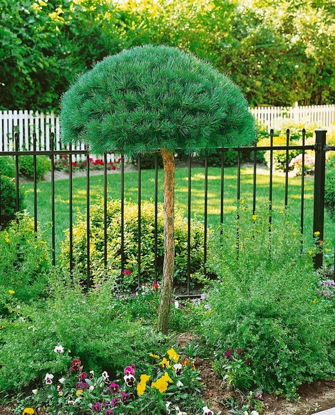 Kiefer Bonsai im Garten mit schwarzem Metallzaun und Blumenbeeten.