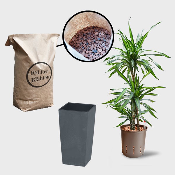 Blähton-Packung, Pflanzgefäß und Zimmerpflanze für den Innenbereich