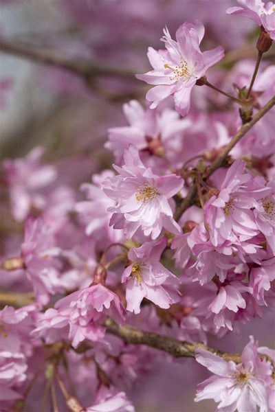 Prunus subhirtella 'Autumnalis', Winterkirsche, zartrosa, 60–100 cm