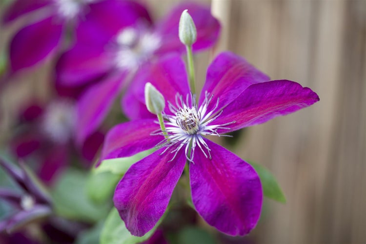 Clematis Hybride 'Westerplatte', Waldrebe, rot, 40–60 cm