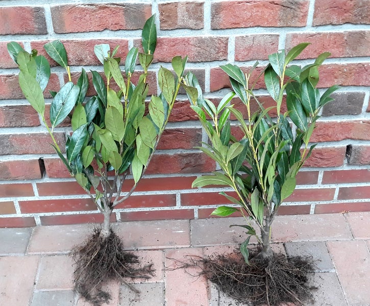 20 Pflanzen - Prunus laurocerasus Caucasica, Kirschlorbeer Pflanzen, Höhe: 60-70 cm