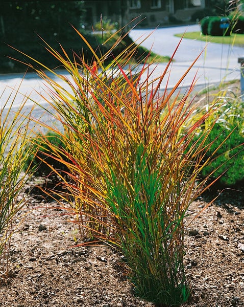 Miscanthus sinensis var. purpurascens, Chinaschilf, purpurrot, ca. 11x11 cm Topf