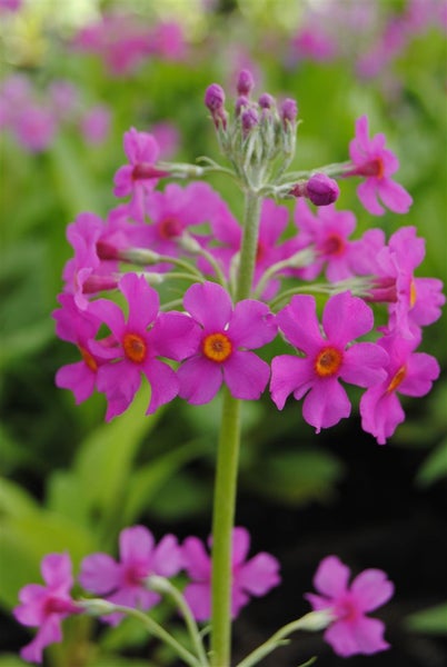 Primula beesiana, Etagen-Primel, rosa Blüten, ca. 9x9 cm Topf